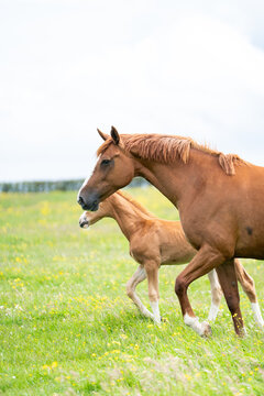 mares & foals, horse in field, equestrian, freedom, nature, animal, wildlife, outdoor