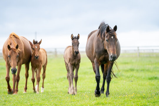 mares & foals, horse in field, equestrian, freedom, nature, animal, wildlife, outdoor