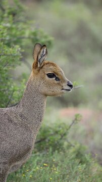4K 30fps vertical video of a klipspringer (Oreotragus oreotragus) chewing cud in typical Nama-Karoo habitat near Beaufort West, Western Cape, South Africa, showcasing this agile African antelope.