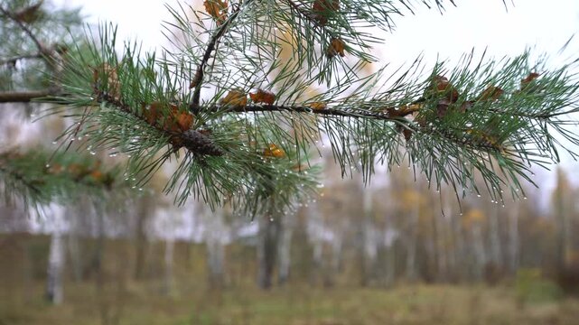 Pine tree branches move softly with the wind as light filters through the trees in a forest during the morning.