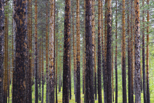View of tall pine tree trunks with textured bark in a dense forest under soft daylight in Junkerdal, Nordland, Norway.