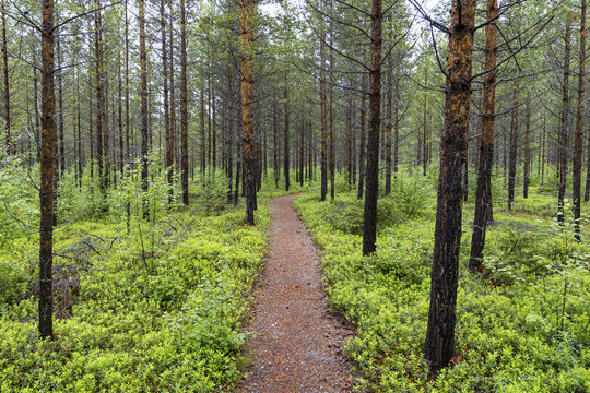 View of a narrow dirt path winding through a dense pine forest with lush green undergrowth and tall slender trees in Junkerdal, Nordland, Norway.