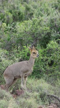 4K 30fps vertical video of a klipspringer (Oreotragus oreotragus) chewing cud in typical Nama-Karoo habitat near Beaufort West, Western Cape, South Africa, showcasing this agile African antelope.