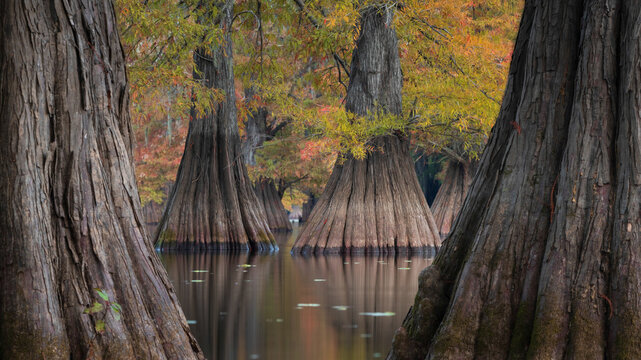 View of bald cypress trees with autumn foliage and flared trunks reflecting in the calm waters of the Atchafalaya Basin St. Martin Parish, Louisiana, United States.