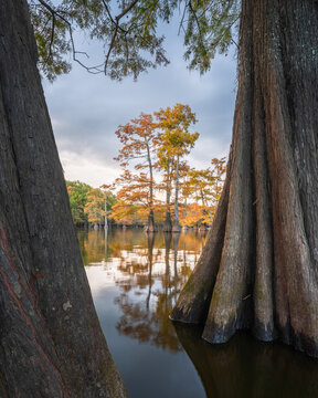 View of the Atchafalaya Basin featuring cypress trees with buttressed trunks and autumn foliage reflected in calm water St. Martin Parish, Louisiana, United States.