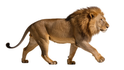 Male lion walking profile view with mane © Sylas