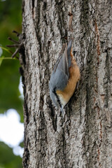 Obraz premium Eurasian Nuthatch Descending a Trunk