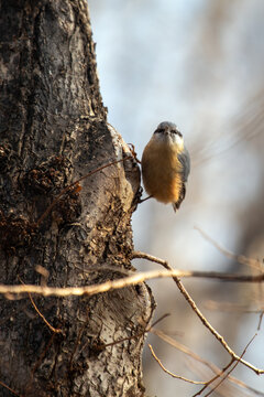 Eurasian Nuthatch Front View on a Tree Trunk