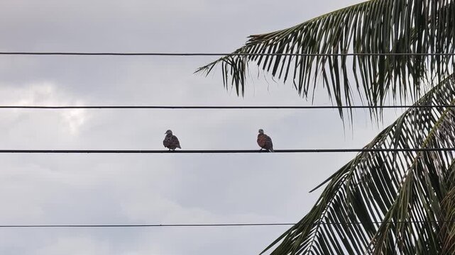 Bird on a power line