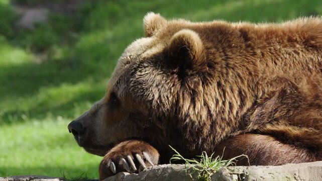 Kamchatka brown bear resting its head on paws, closeup portrait of large furry grizzly predator dozing on grass, majestic siberian wildlife mammal taking a nap in summer sun, ursus arctos beringianus
