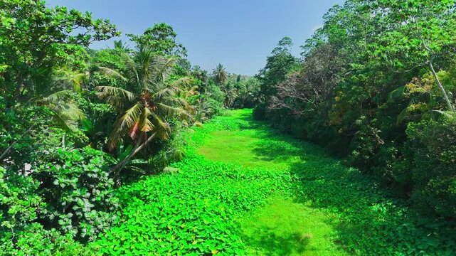 Lush tropical wetland landscape with dense forest and green vegetation