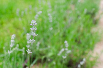 Fototapeta premium Close-up of blooming lavender with delicate light purple buds on the stem.