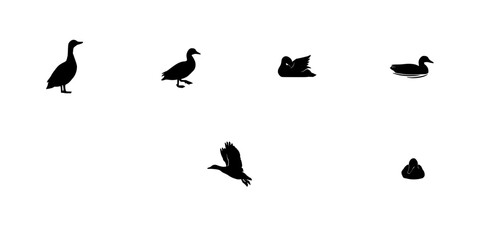 Fototapeta premium Duck Silhouettes in Various Poses on a White Background, Black Bird Icons for Wildlife and Vector-Style Illustration Design