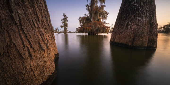 View of the Atchafalaya Basin featuring large cypress tree trunks rising from calm swamp water under a soft sunset sky in St. Martin Parish, Louisiana, United States.