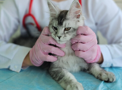 Veterinarian examines a gray cat during a routine check-up in a clinic