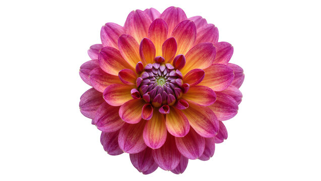Pink and orange dahlia flower with layered petals