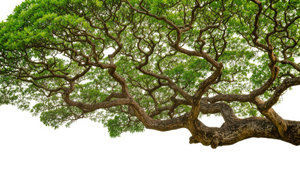 Fototapeta premium Large tree branches with green leaves against white