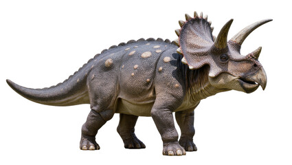 Fototapeta premium Triceratops Dinosaur with Horns and Frill