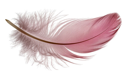 Delicate pink feather with fluffy downy base © Rowan