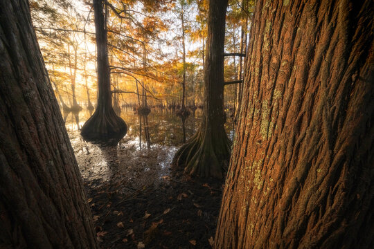 View of bald cypress trees in the Atchafalaya Basin with golden autumn foliage and morning sunlight reflecting on the swamp water St. Martin Parish, Louisiana, United States.
