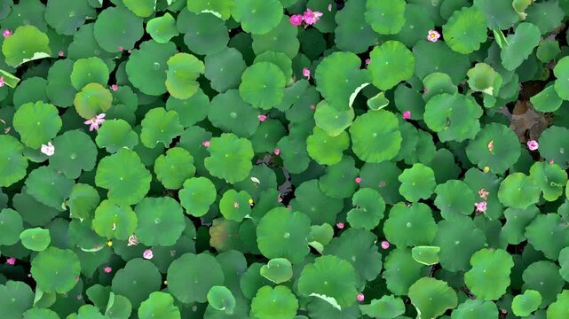 The beautiful scenery of lotus flowers in summer lotus pond