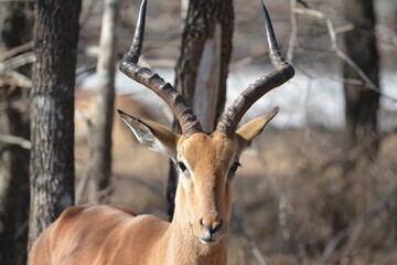 impala antelope in Kruger national park © Ian