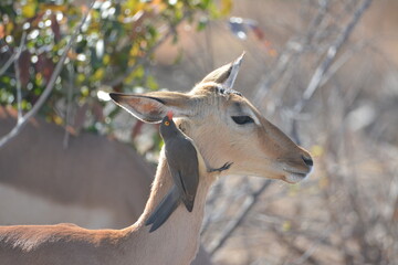 Red-billed Oxpecker on antelope © Ian