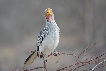 yellow billed hornbill © Ian