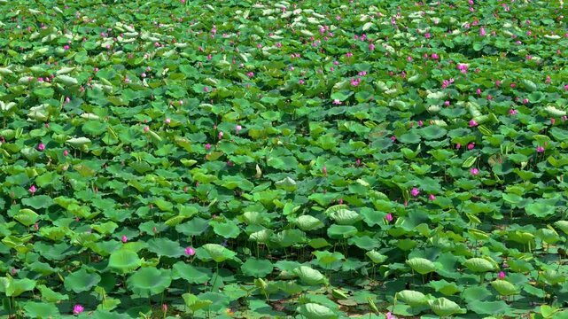 The beautiful scenery of lotus flowers in summer lotus pond