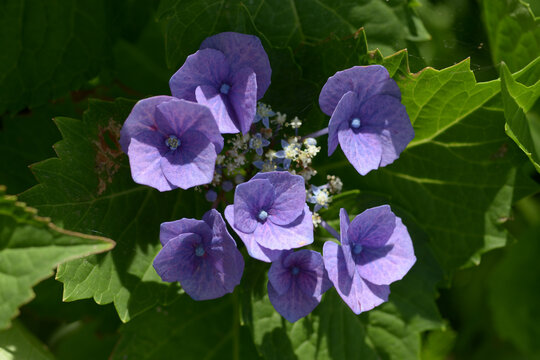 紫陽花