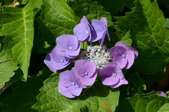 紫陽花
