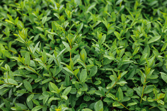 young fresh leaves of the ligustrum plant in spring as a background