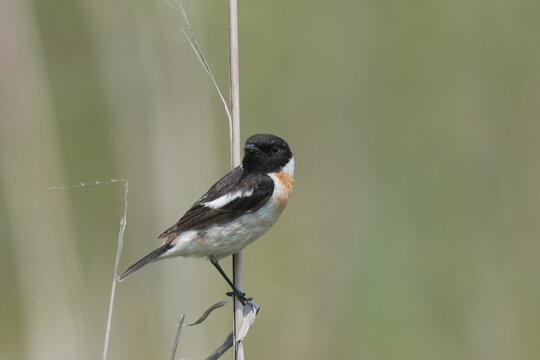 Close-Up of Male Stonechat in Natural Light