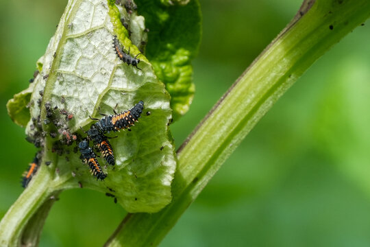 ladybug (coccinellidae) larvae crawling on a green plant leaf eating aphids
