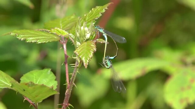 Close-up of mating blue-tailed damselflies (Ischnura elegans) forming a copulatory wheel on a green bramble leaf in the wild, nature and flying insect stock video footage clip