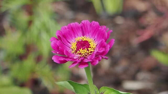 Zinnia elegans 'Giant Purple Prince' a summer flowering plant with a purple summertime flower, gardening stock video footage clip