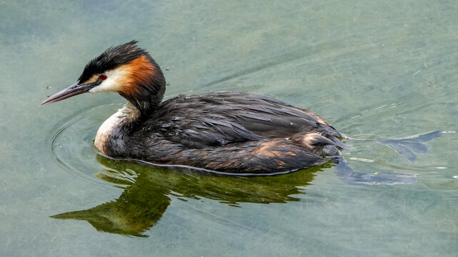 great crested grebe (podiceps cristatus) swimming in green water looking for food