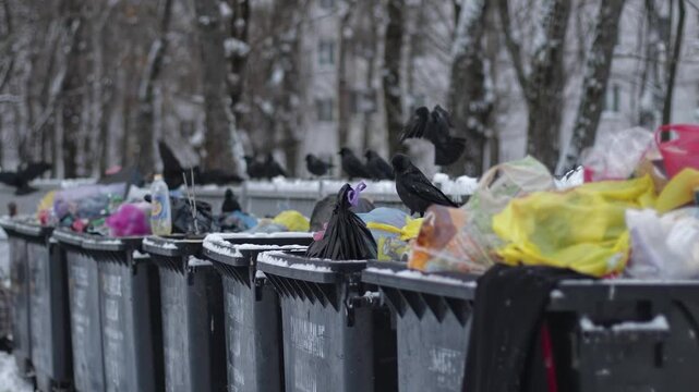 Row of grey plastic bins, brimming with colorful plastic bags, bottles, and general household trash on a snowy day. Man throws out trash. Many black birds perch and fly near waste, environmental issue