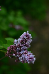 Obraz premium A close-up horizontal shot of a blooming purple lilac branch with delicate flowers and buds, surrounded by fresh green leaves with a soft blurred background.