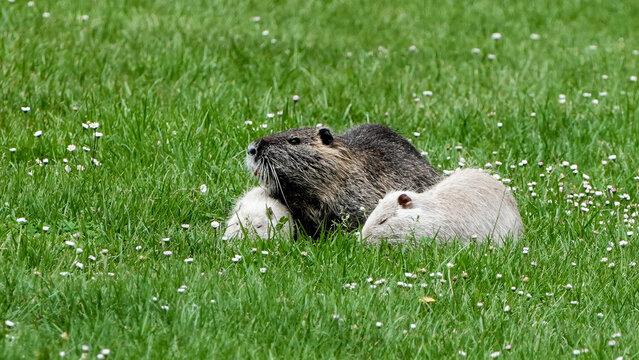 normal and albino nutria (myocastor coypus) resting together in green grass