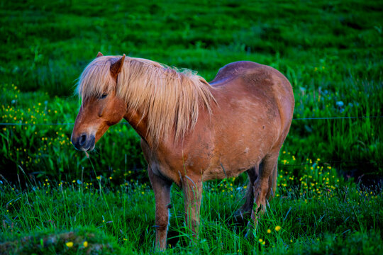 Icelandic horse standing on a green meadow in evening light