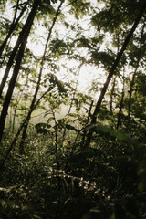 Fototapeta premium Misty Wild Meadow and Forest Landscape in Golden Morning Light