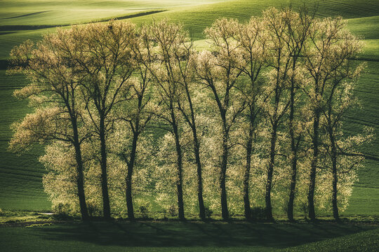 View of a row of tall trees with fresh spring foliage standing against rolling green hills and fields South Moravian Region, Czechia.
