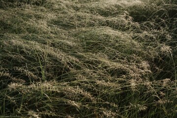 Naklejka premium Misty Wild Meadow and Forest Landscape in Golden Morning Light