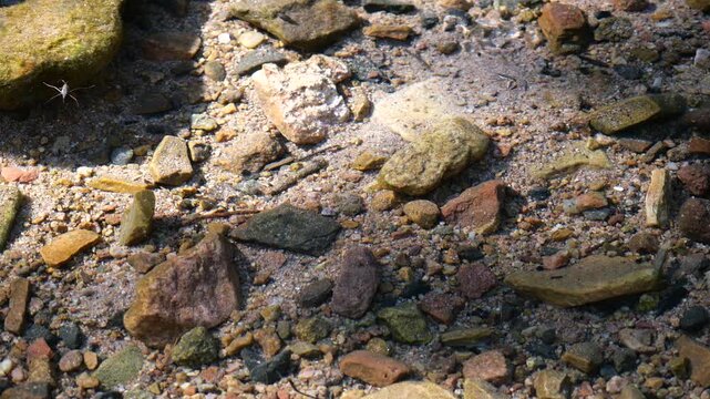 Water Strider Gliding Across a Crystal Clear Rocky Stream Bed in Boulder Colorado 4K