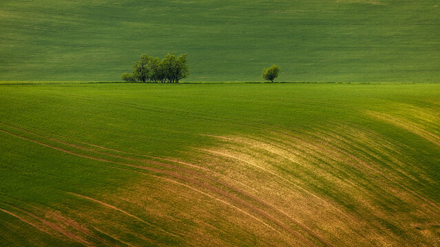 View of rolling green hills and agricultural fields with a small cluster of trees in South Moravian Region, Czechia.