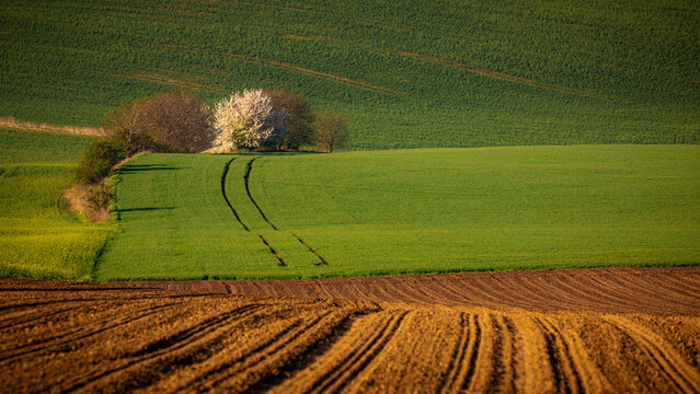 View of rolling green hills and agricultural fields with a blossoming tree and plowed soil in South Moravian Region, Czechia.