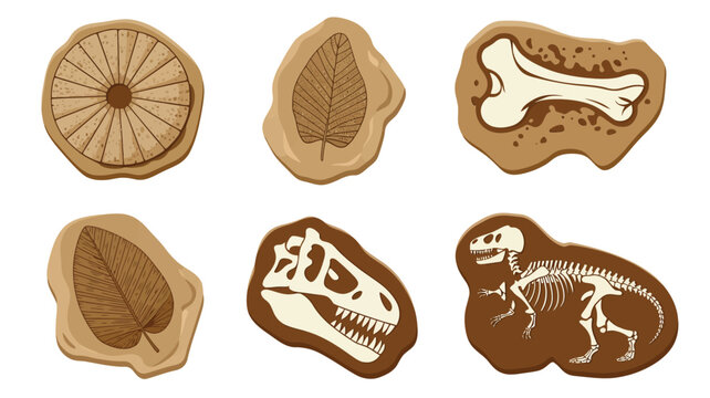 Dinosaur fossils in rock with bones and footprints