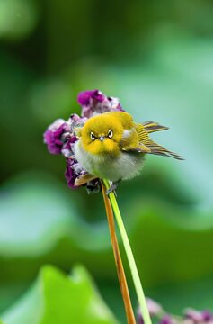 Yellow white-eye bird perched on a flower stem