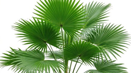 Fototapeta premium Green palm leaves isolated on white background